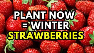 картинка: 🍓 Посадите клубнику с открытыми корнями прямо сейчас, чтобы получить обильный урожай
