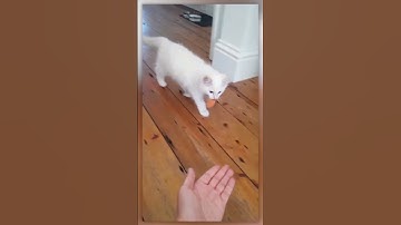 Ragdoll Kitten Playing Fetch!