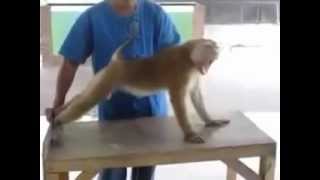 Şınav Çeken Maymun