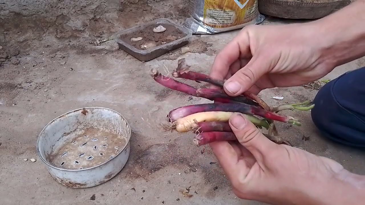 تزرع بصل في اي حته حتى لو انت ما عندكش ارض ولا مكان ان انت تزرع فيه بصل#الزراعة بطرق حديثة 