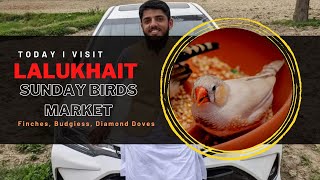 Visit Lalukhait Sunday Birds Market | Finches ke Lay Mutli vitamins Ley | Nkbirds by NK Birds 143 views 1 year ago 12 minutes, 33 seconds