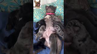 French Bulldog and her puppies FEEDING TIME #dog #pets