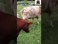 Goat Plays Guitar, Cows Chill in Field