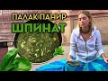 💚 ШПИНАТ - 2021 💚 (ПАЛАК ПАНИР)