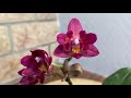 #орхидеи​#Цветение орхидей Часть 3: Сборная