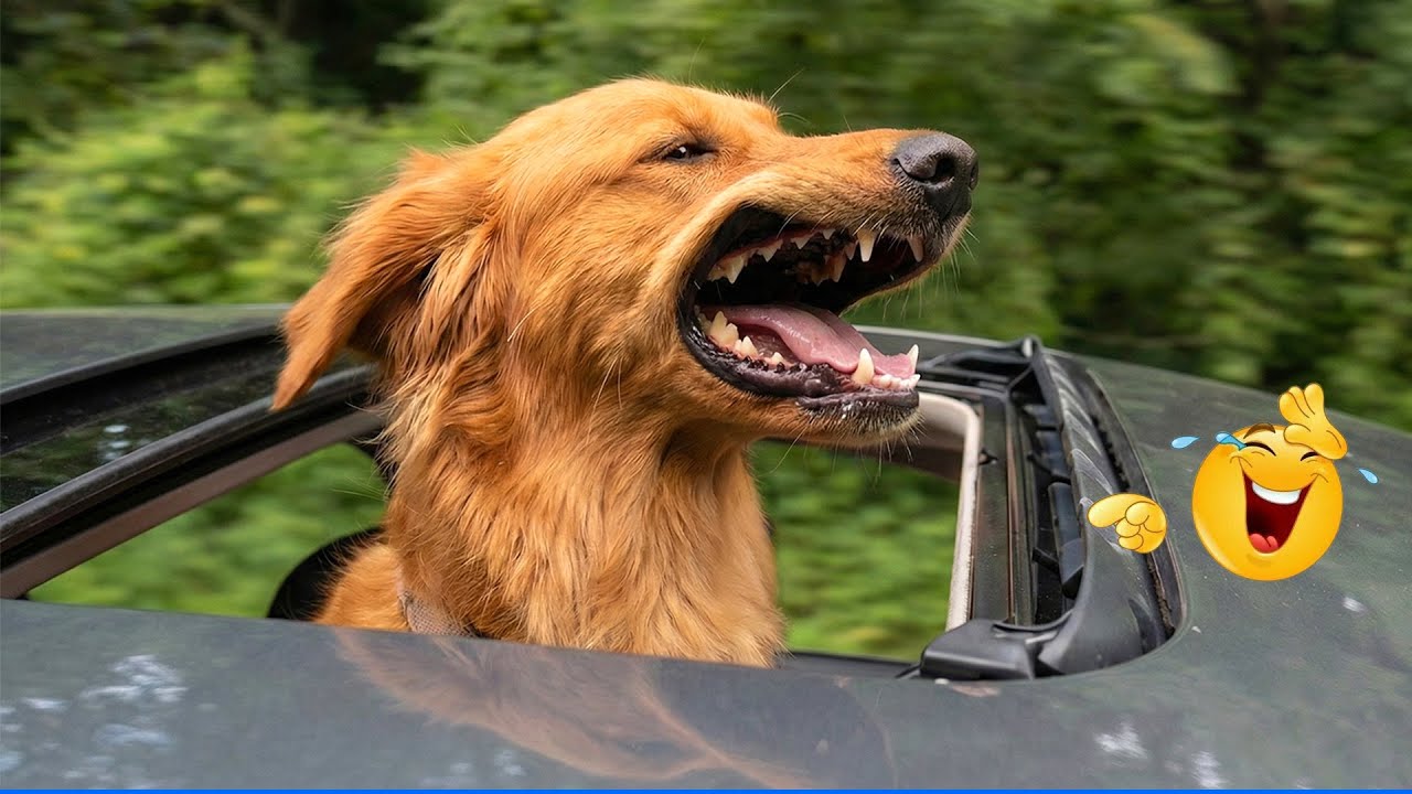 Smarty Funny Animal Video Clips 😹🐶The Funniest Dog Moments Compilation 🤣