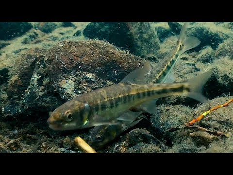 Video: Paprastoji mažoji žuvis (minnow minnow): aprašymas, paplitimas