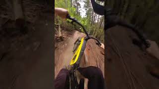 Pure goosebumps | Forestal Siryon
