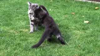 Maine Coon Mania:  The Mighty Marley takes on Luna by Adventures of Luna and Marley 182 views 1 year ago 2 minutes, 7 seconds