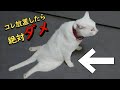 この症状を見たら即病院へ!知らないとヤバイ猫の病気