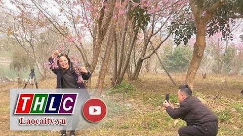 Hoa anh đào khoe sắc trên "cao nguyên trắng" Bắc Hà | THLC