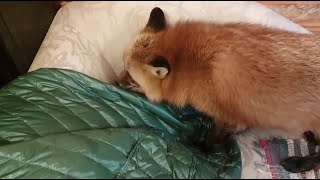 Alice the fox. The business fox came to the sofa and decided to take the jacket for herself.