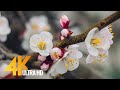 Apricots in Bloom - 4K Spring Flower Footage for Destress, Relaxation & Restoration - 3 HRS