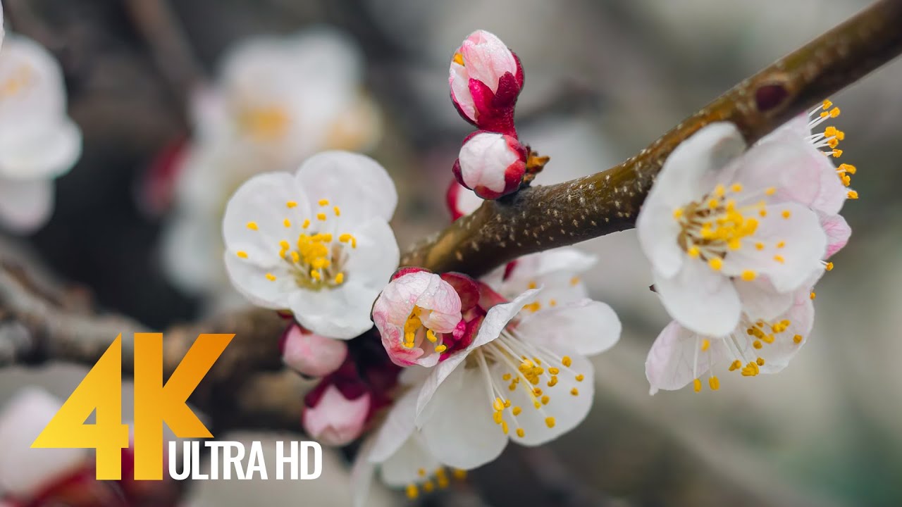 Apricots in Bloom - 4K Spring Flower Footage for Destress, Relaxation & Restoration - 3 HRS