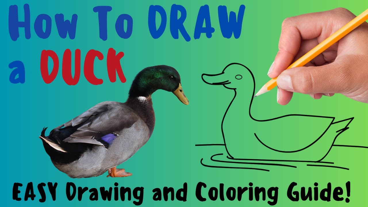 How to Draw a Duck the Easy Way | Easy 9-Step Duck Drawing – Arteza.com-saigonsouth.com.vn