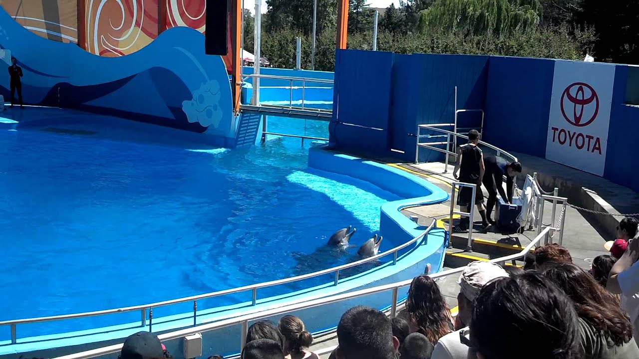 Dolphin show drench Six Flags Discovery Kingdom - YouTube