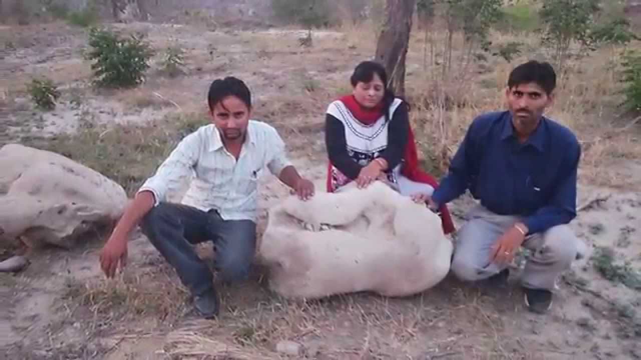 ancient counch(kauddi) unearthed