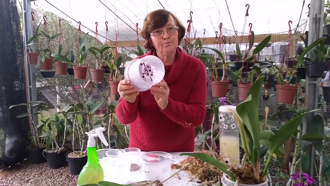 Depois de assistir este vídeo VC não vai mais perder Orquídeas