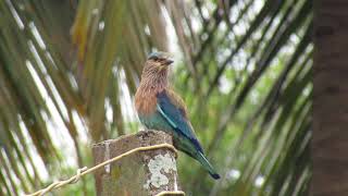 Indian Roller call