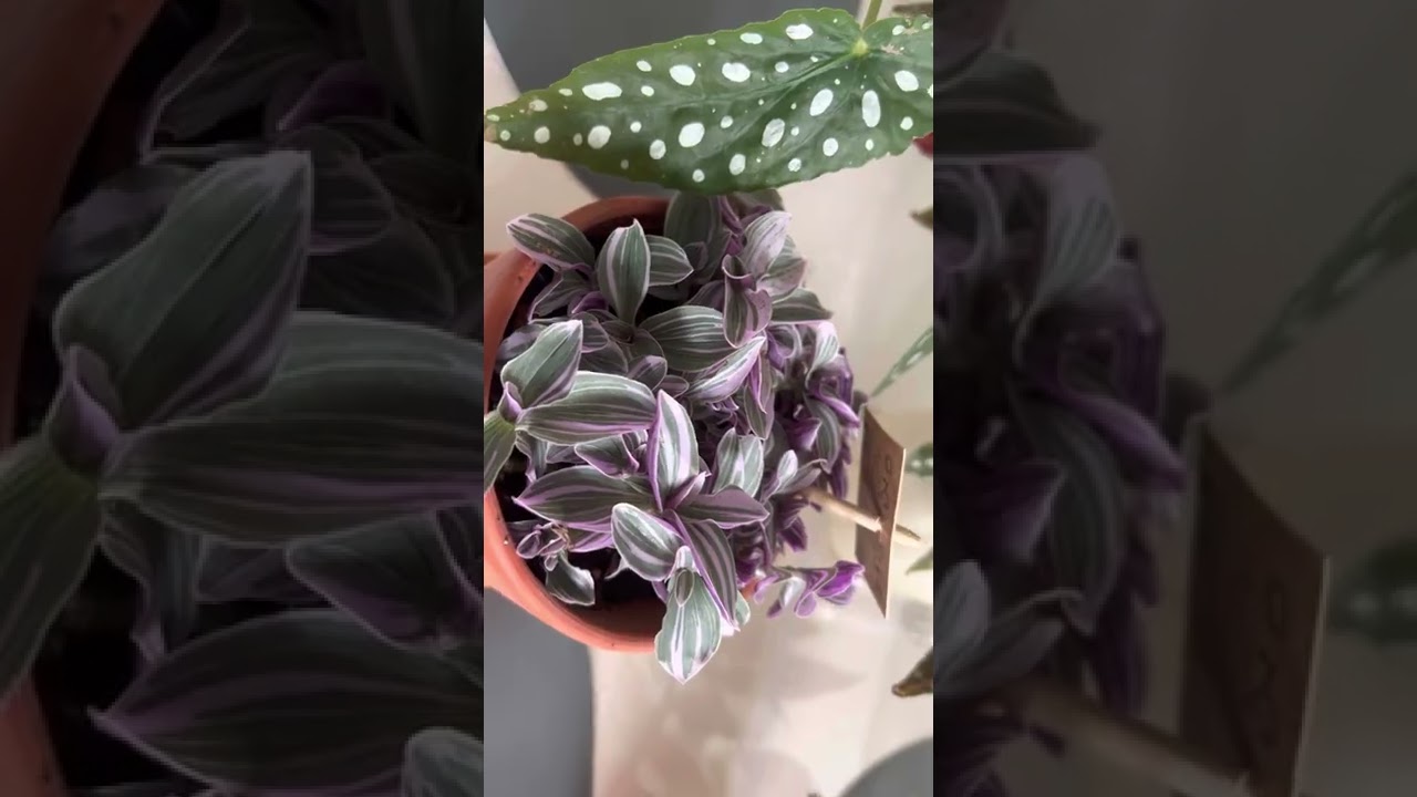 Alman Begonyası (Maculata)