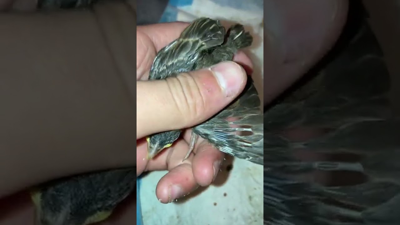 Baby European house sparrows 8 and 6 days old