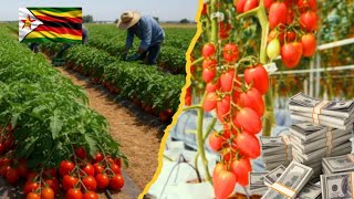 Tomato Farming in Zimbabwe: Open Field vs Greenhouse – Which Is More Profitable
