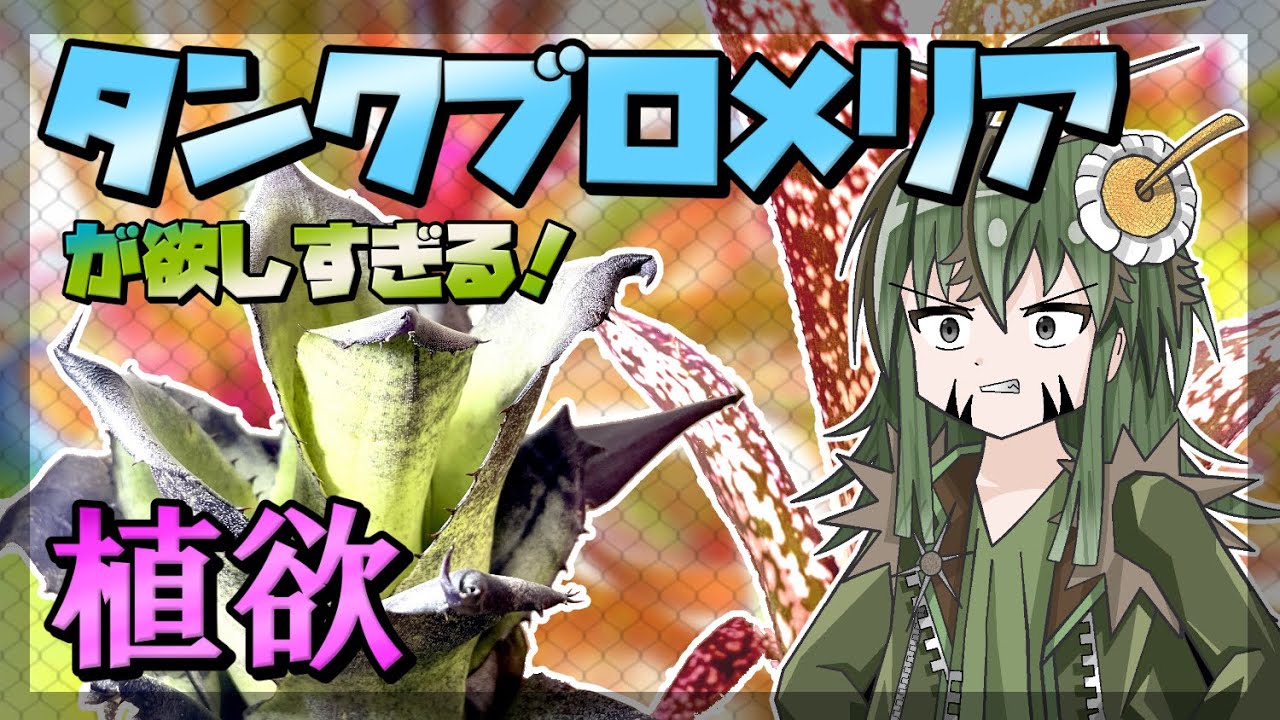 【アニメ茶番】世界一奇麗な草「タンクブロメリア」が欲しすぎる！！【ビザールプランツ】