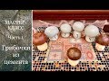 ГРИБОЧКИ из ЦЕМЕНТА. Мастер-класс. Первая часть.