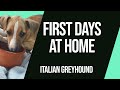Italian Greyhound Puppy First Days at Home | Luigi the Iggy