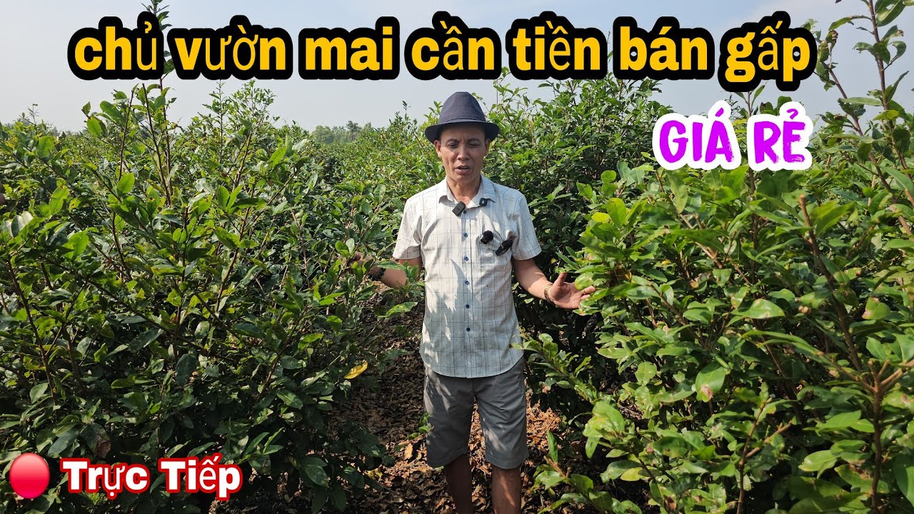 Trời Ơi Chủ Vườn Mai Đang Kẹt Tiền Bán Giá Rẻ Long An Ngay Lúc Này 