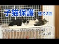 [野良猫親子] 子猫保護　8 残りの子猫2匹保護