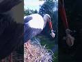 #whitestork #wildlife #nest #birds #hunting #animals #nature