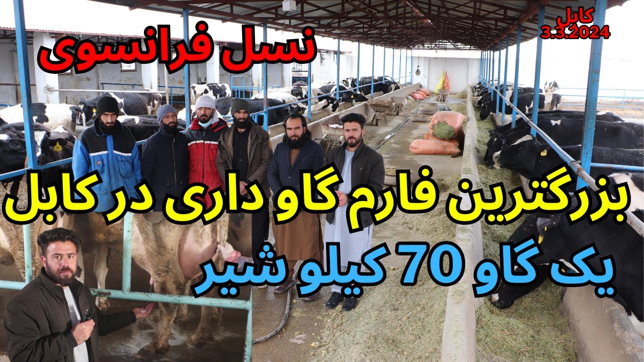 #kabul #biggest  dairy cows farms /بزرگترین فارم گاو شیری