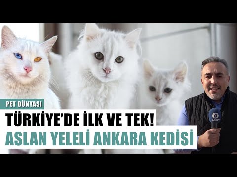 Aslan Yeleli Ankara Kedisi! Bu Tesis Türkiye'de İlk Ve Tek l Pet Dünyası