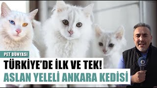 Aslan Yeleli Ankara Kedisi! Bu Tesis Türkiye'de İlk Ve Tek l Pet Dünyası