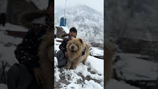 Chow Chow male Leo enjoying Snow #dogs#pets #youtubeshorts #trending #viral #puppy