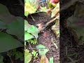AGGIORNAMENTI sulla mia AZIENDA AGRICOLA #short #mattthefarmer #aziendaagricola