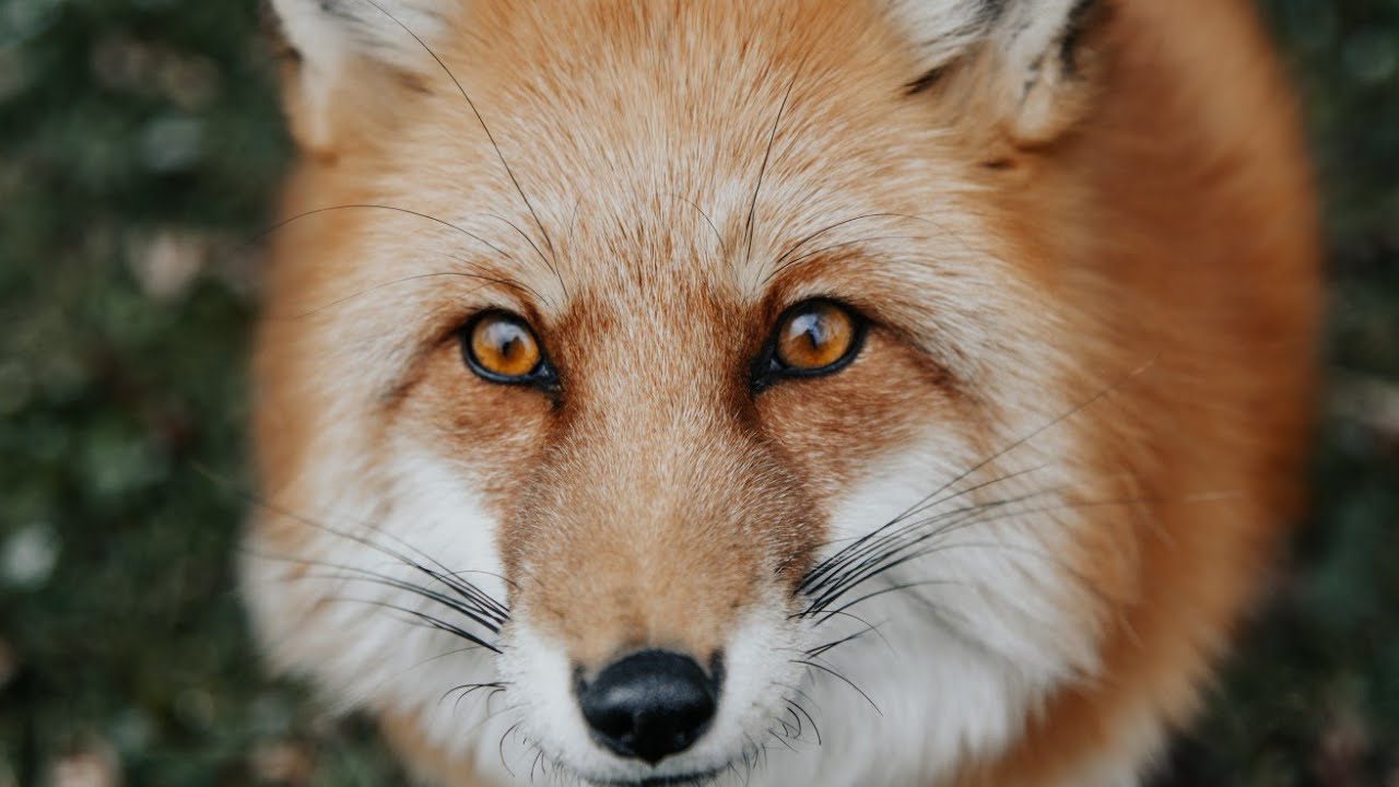 Fox Den Cam (SaveAFox)