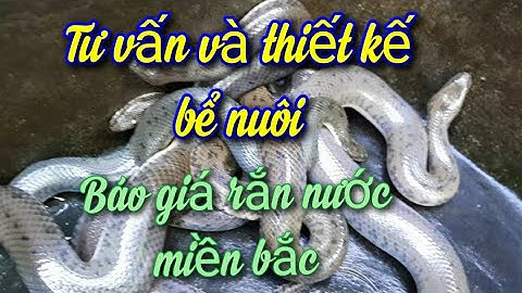 Báo giá rắn nước miền bắc tư vấn và thiết kế bể nuôi #traigiongdongson #ranmungdo