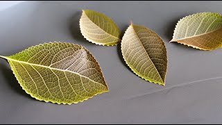 Two Methods for DIY Skeleton Leaves Art & Craft: Baking Soda and Washing Soda.