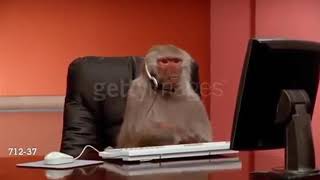 a monkey angry on computer screen #meme_template