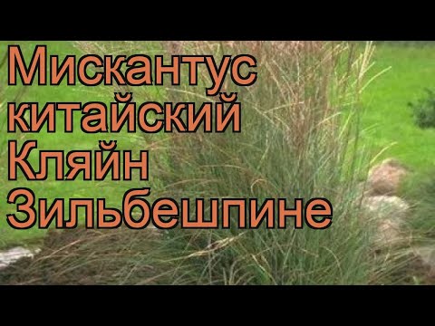 Мискантус китайский Кляйн