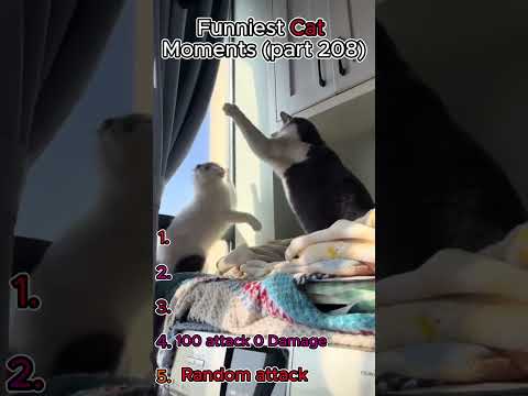 top 5 funny cat moments!!!😂😂😂