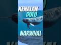 Unicorn?,jadi ikan?-#animals
