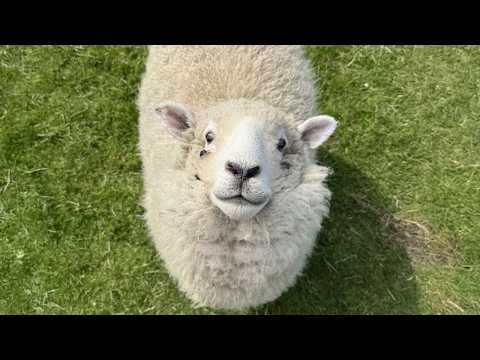 Laugh Until You Cry With These Hilarious Animals 😂Funny Animal Videos!