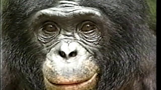 Kanzi - An Ape of Genius - Part 1 of 4
