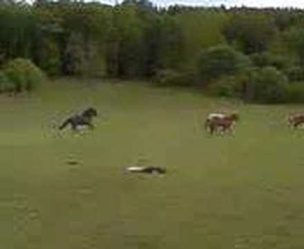 Video till Svensk Cowboy