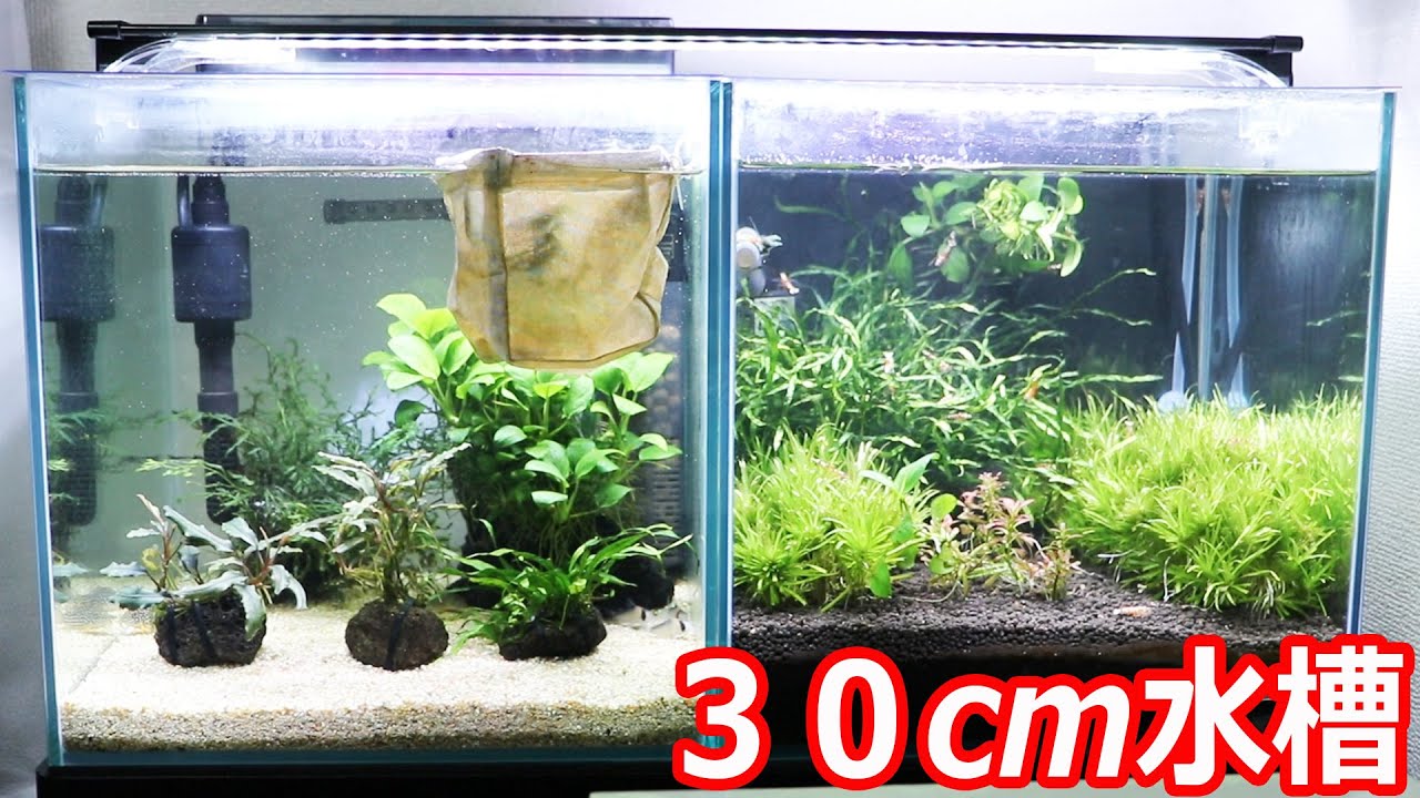 アクアリウム30cmキューブ水槽を紹介 - YouTube