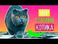 МИР ГЛАЗАМИ КОТИКА 2 ЧАСТЬ