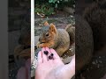 Tipsy the Squirrel visits for some Snacks 🤎